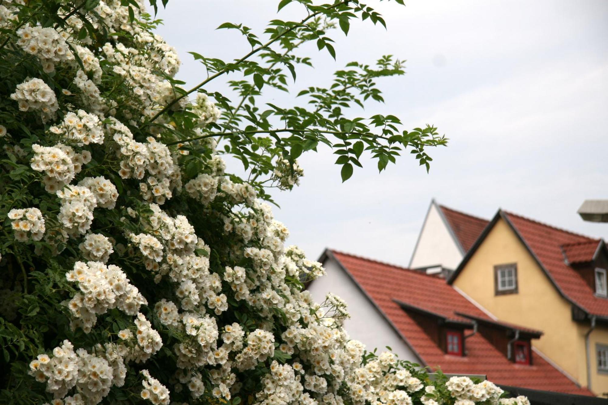 Pension Am Dom Erfurt Exterior photo